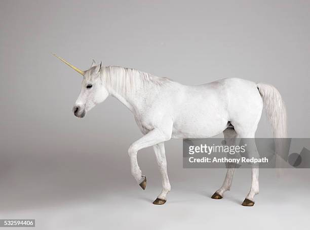 white unicorn - unicorn stock pictures, royalty-free photos & images