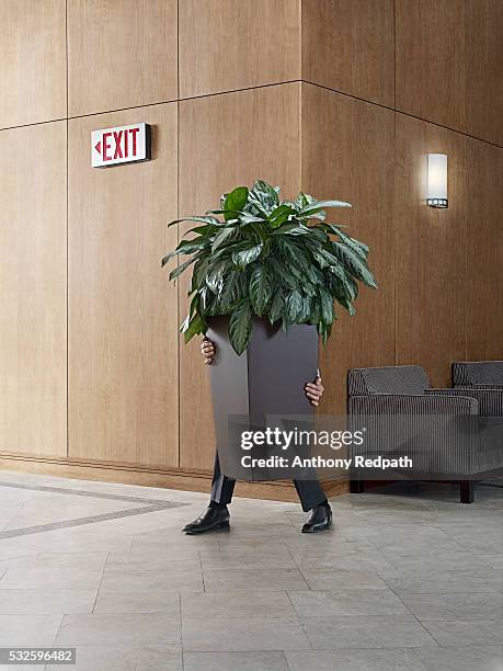 businessman carrying a potted plant - nascondere foto e immagini stock