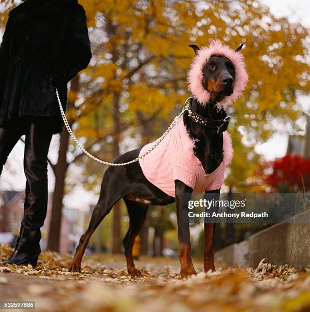 doberman pinscher dressed in pink outfit - ドーベルマン ストックフォトと画像