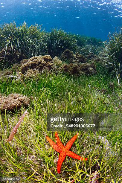 eelgrass - zosteraceae - fotografias e filmes do acervo