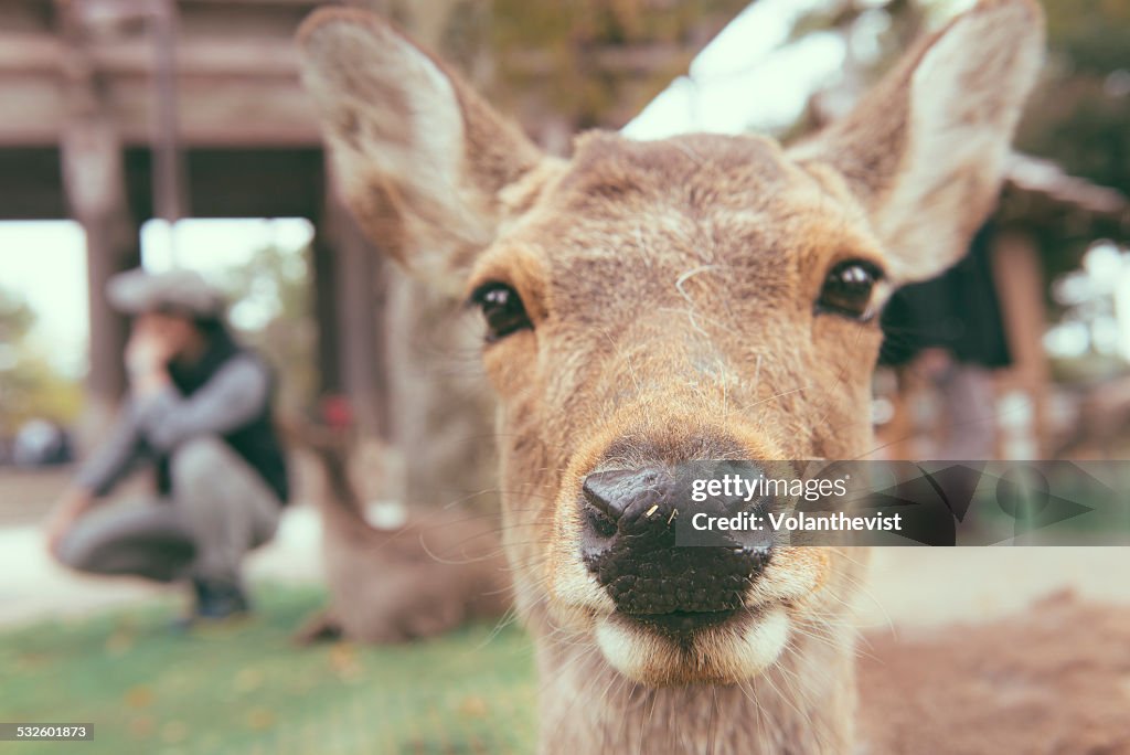 Friendly Deer Closeup High-Res Stock Photo - Getty Images