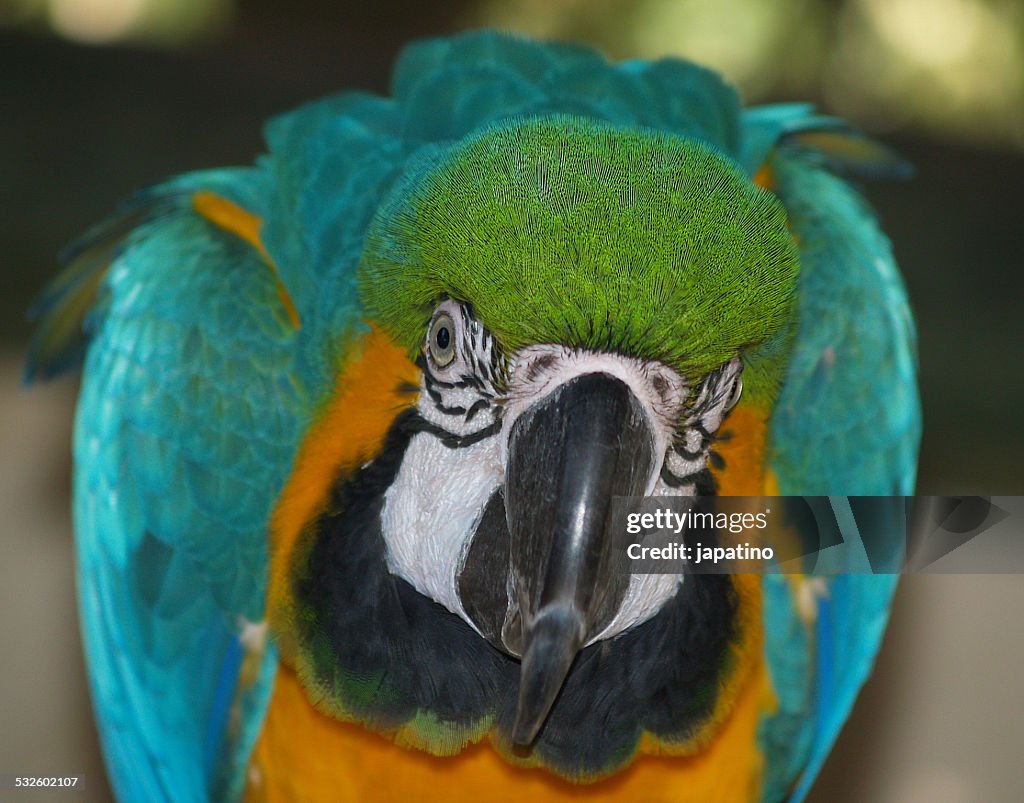 Macaw. Ara