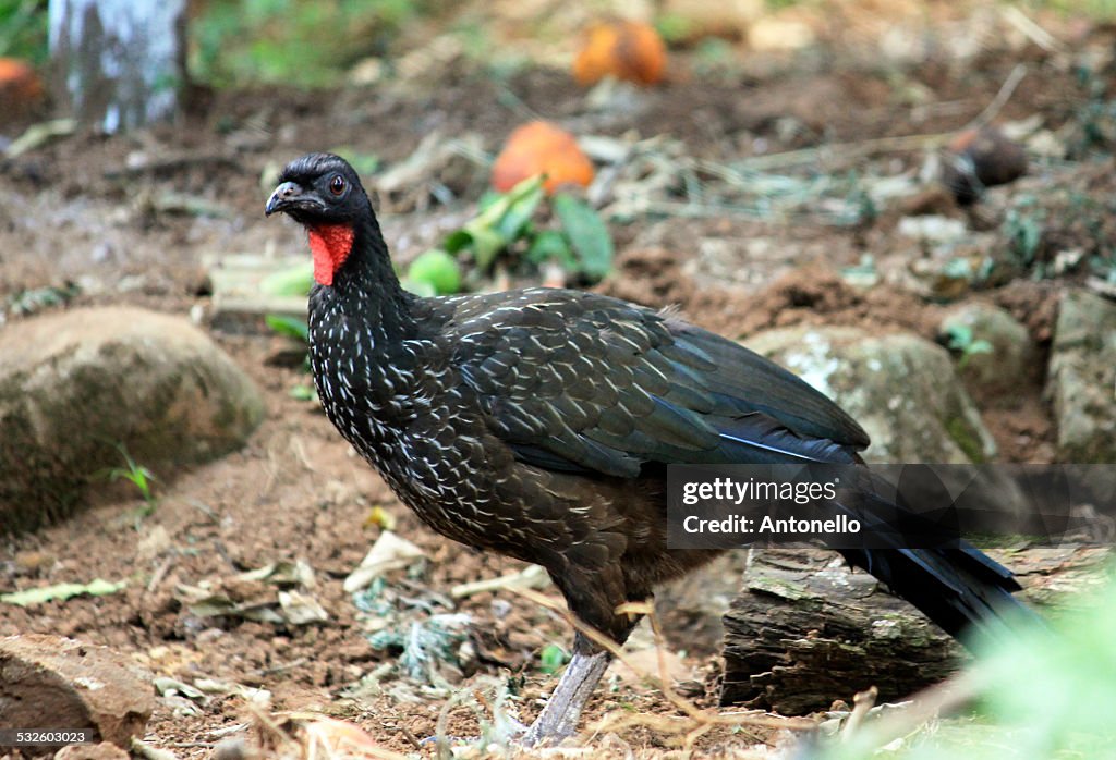 Jacue Jacu High-Res Stock Photo - Getty Images