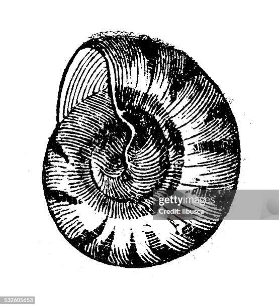 stockillustraties, clipart, cartoons en iconen met antique illustration of rotella zelandica shell - wulk
