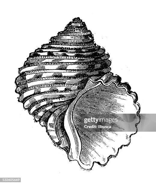antique illustration of turbo margaritaceus shell - conch shell stock illustrations