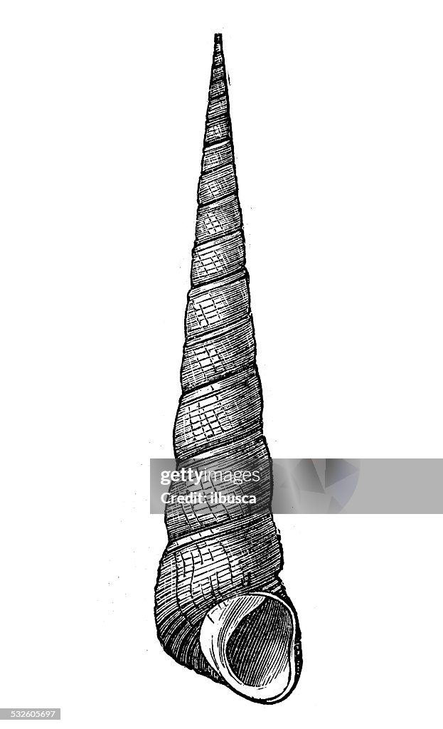 Turritelliform Shell Draw Antique Illustration Of Turritella Terebellata Shell High-Res Vector ...