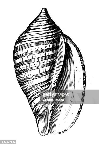 antique illustration of voluta vexillum shell - shells isolated stock illustrations