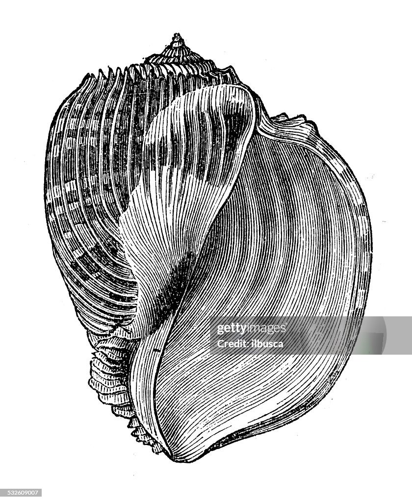 Antique illustration of harpa imperialis shell