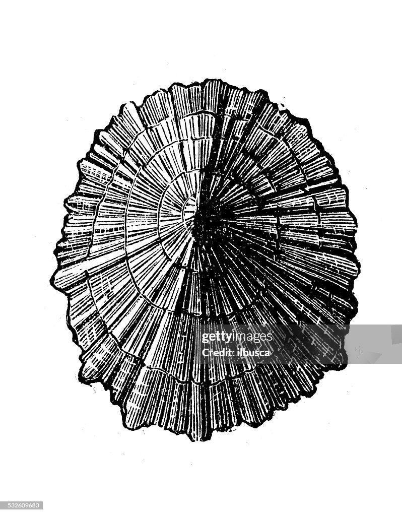 Antigo Ilustração de rótula caerulea shell
