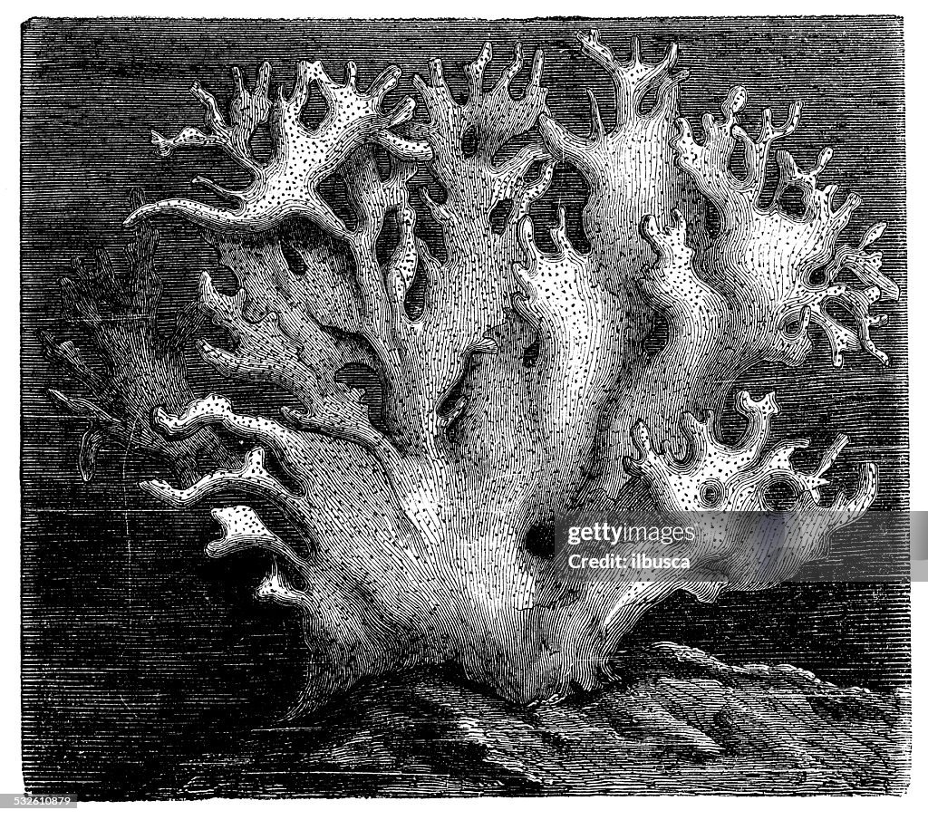 Antique illustration of millepora alcicornis