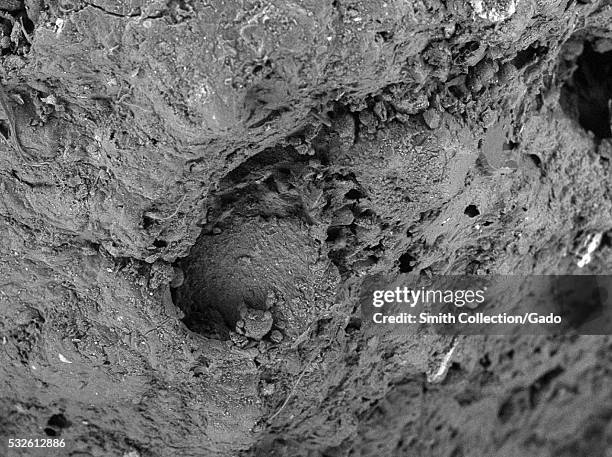 Scanning electron microscope micrograph depicting a piece of processed dry meat-based dog food , showing texture, at a magnification of 120x, 2016. .
