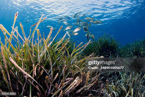 marine ecosystem - zosteraceae - fotografias e filmes do acervo