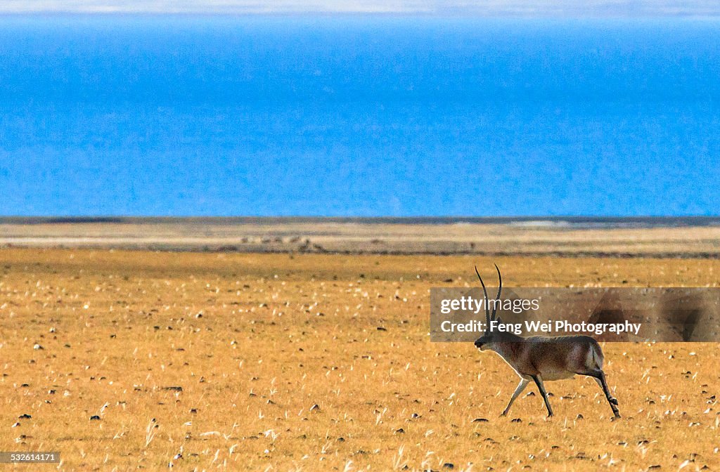 Tibetan Antelope at Dagze Lake, Shuanghu, Tibet