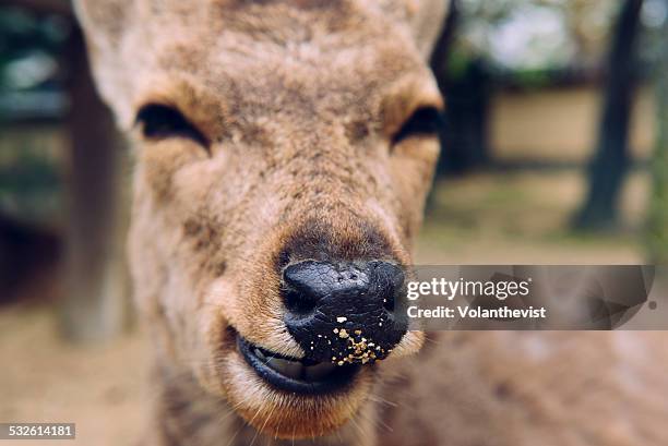 cute deer in nara park, japan - 奈良県 ストックフォトと画像