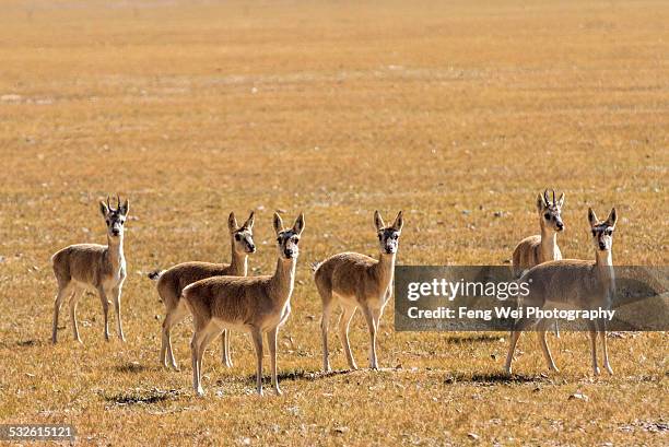 tibetan gazelle, shuanghu, tibet - antilope stock-fotos und bilder