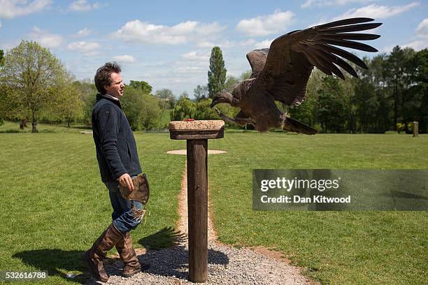 Bird staff Adam spends time with Moccas, a one year old Andean Condor at the ICBP on May 16, 2016 in Newent, England. Sharing such close contact with...