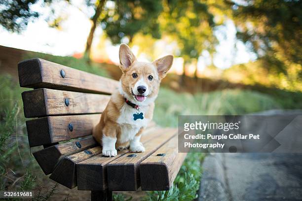 pembroke welsh corgi puppy sitting on bench - collar stock pictures, royalty-free photos & images
