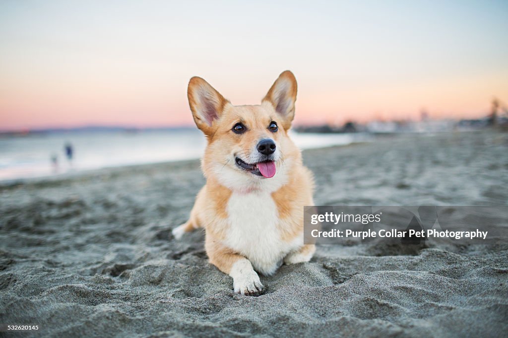 Dog Relaxing on Beach at Sunset