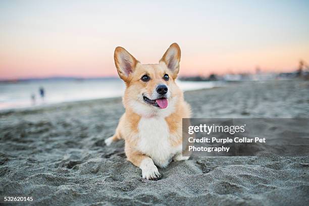 dog relaxing on beach at sunset - welsh corgi pembroke stockfoto's en -beelden