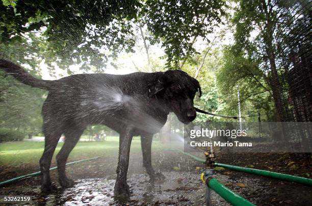 Dog named Harley cools off at a sprinkler in an Upper East Side park July 20, 2005 in New York City. Temperatures are expected to reach the mid 90's...
