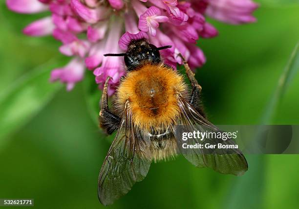 common carder bumblebee - 吻 ストックフォ�トと画像