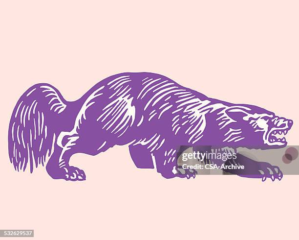 wolverine - wolverine weasel family stock illustrations