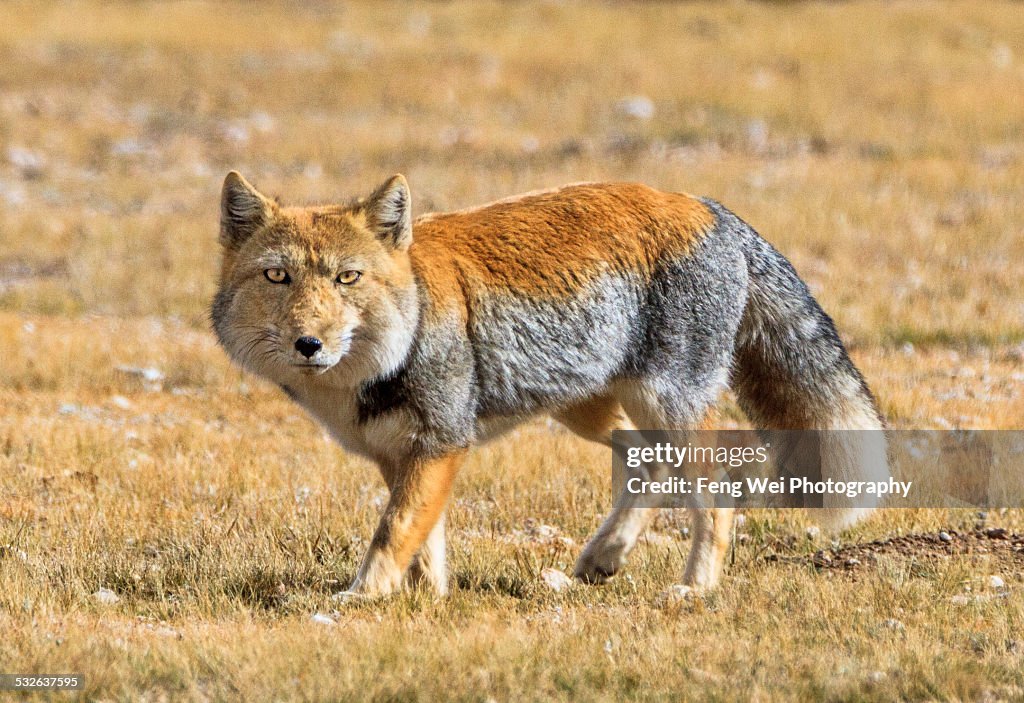 Tibetan Sand Fox Baby tibetan-sand-fox-baby