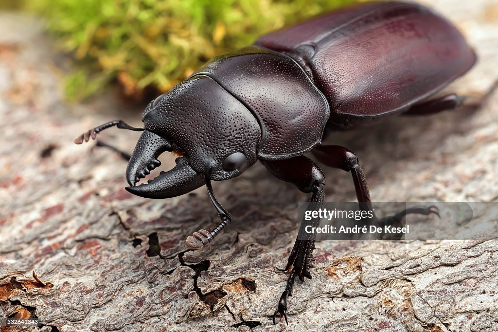 Dorcus