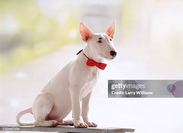 dapper dog - bull terrier stock pictures, royalty-free photos & images