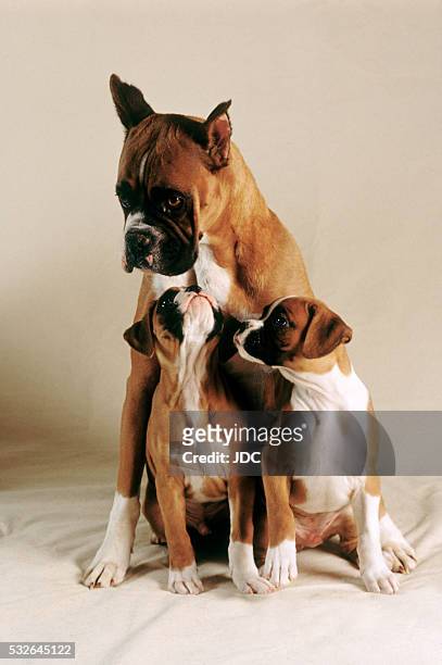 boxer puppies with mother - animal family stock-fotos und bilder