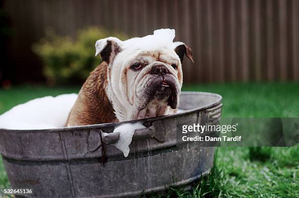 bulldog bathing in washtub - wash bowl stockfoto's en -beelden