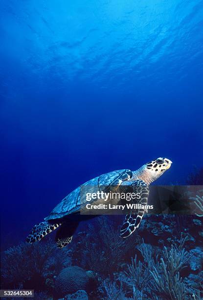 sea turtle swimming in blue waters - cayman islands stock pictures, royalty-free photos & images