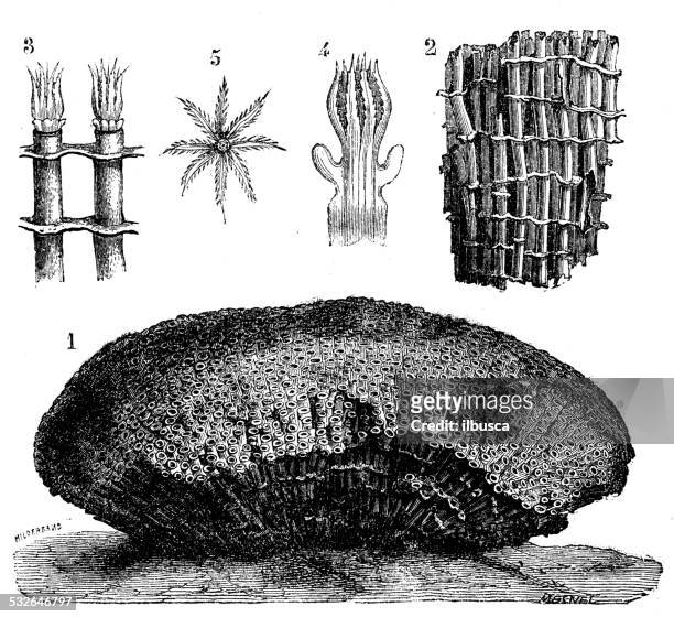 antikes illustration organ-pipe coral (tubipora musica) - musica stock-grafiken, -clipart, -cartoons und -symbole