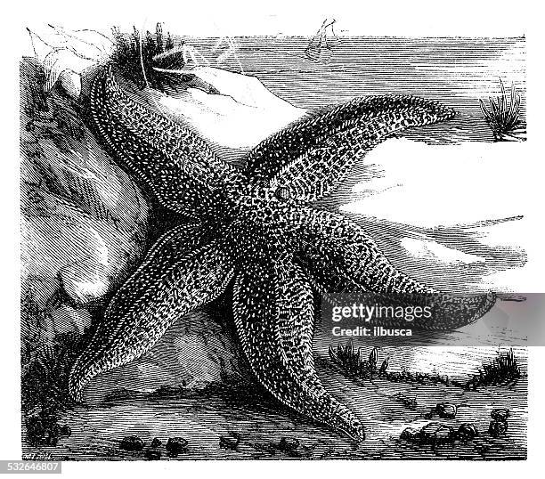 antique illustration of common starfish (asterias rubens) - rose star starfishes stock illustrations