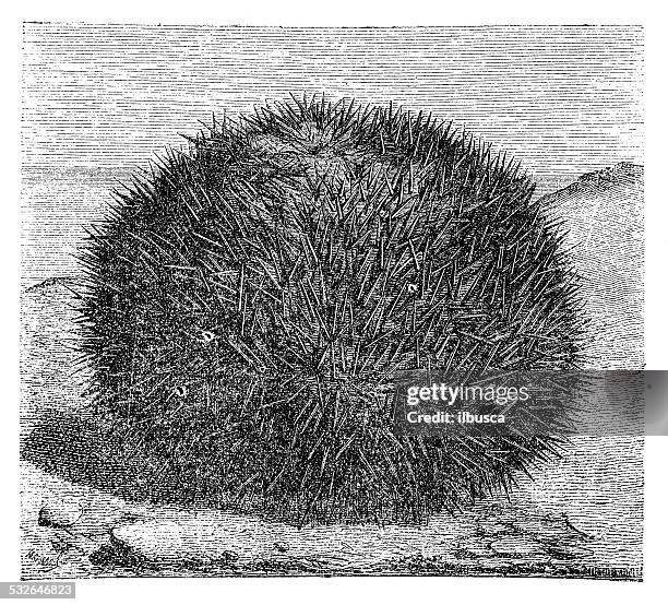 antique illustration of echinus esculentus (sea urchin) - sea urchin stock illustrations