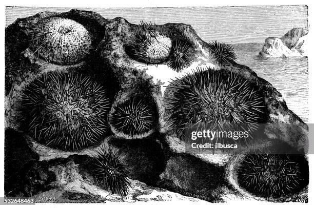 stockillustraties, clipart, cartoons en iconen met antique illustration of echinus esculentus (sea urchin) - sea urchin