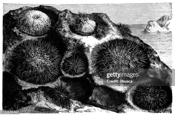 antique illustration of echinus esculentus (sea urchin) - sea urchin stock illustrations