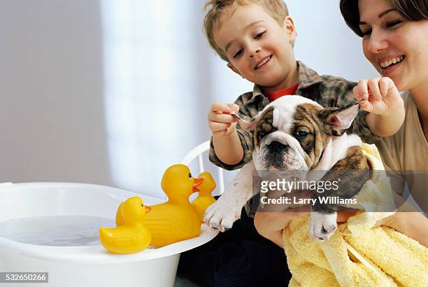 mother and son washing bulldog puppy - animal ear - fotografias e filmes do acervo