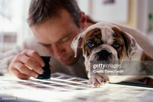 man reviewing negatives on lightbox with bulldog - lightbox stock pictures, royalty-free photos & images