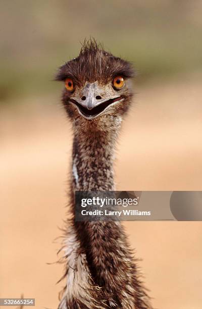 emu - émeu photos et images de collection