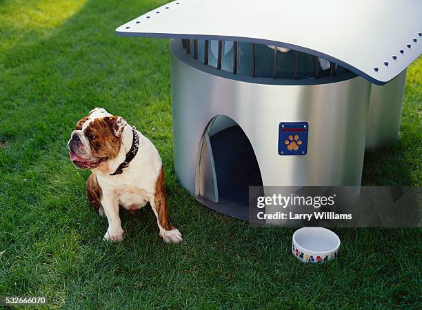 english bulldog puppy with futuristic doghouse - käfig stock-fotos und bilder