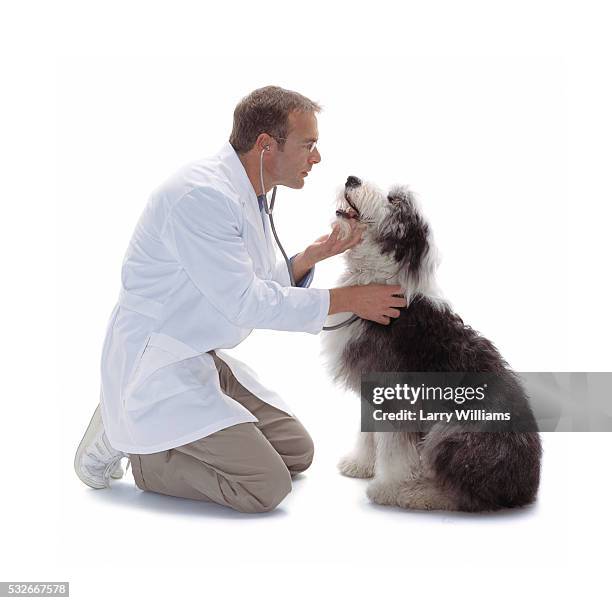 vet taking care of sheepdog - veterinary objects stock-fotos und bilder