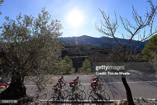 Racing Team 2015 Illustration Illustratie / Peleton Peloton / Olive Olijf Tree Arbre Boom / Landscape Paysage Landschap / Training Camp Entrainement...