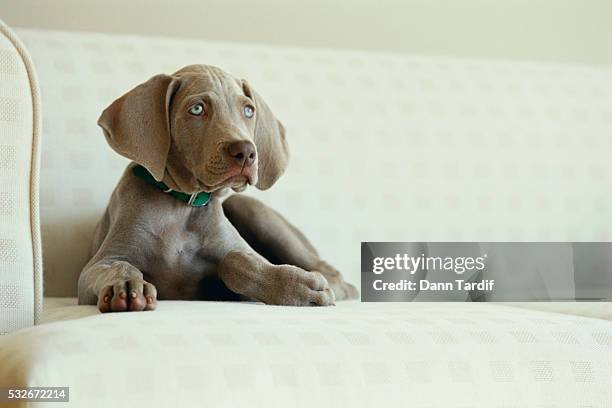 weimaraner puppy on sofa - weimaraner stock-fotos und bilder