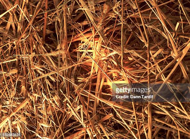 needle in a haystack - needle in a haystack 英語の慣用句 ストックフォトと画像