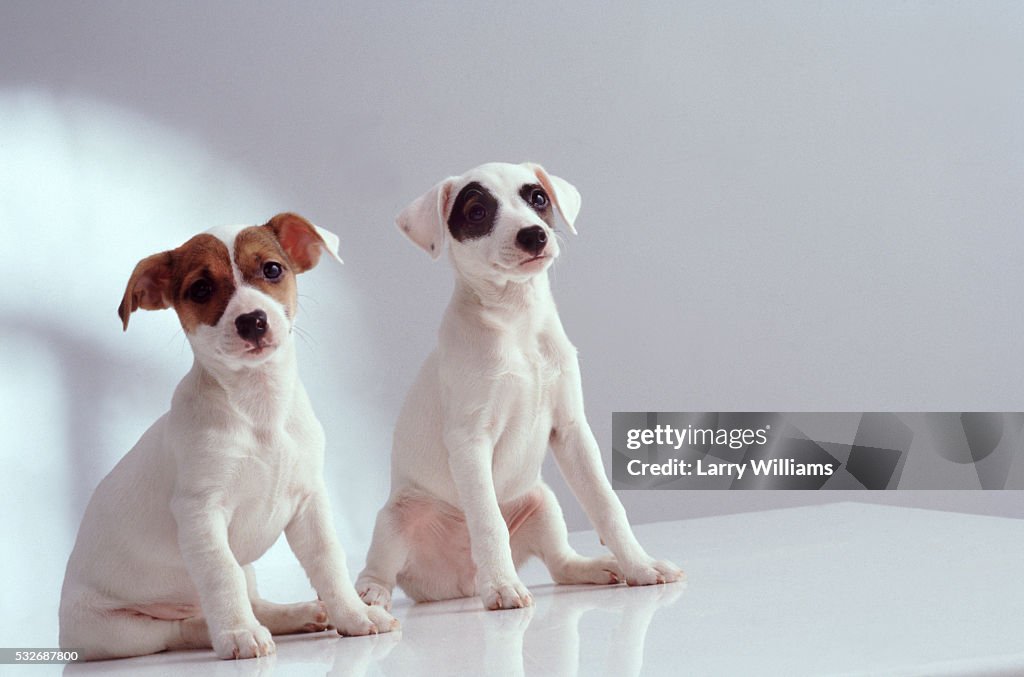 Jack Russell Terrier Puppies