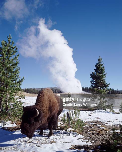 american bison and old faithful - yellowstone national park bildbanksfoton och bilder