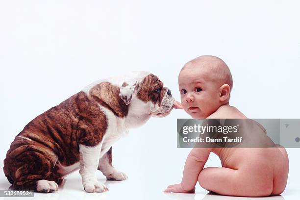 bulldog kissing naked baby - cute baby bulldogs stock pictures, royalty-free photos & images