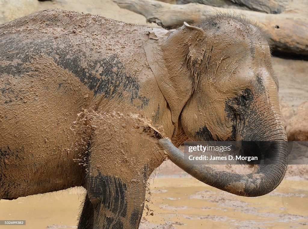 Elephants Playing With Mud