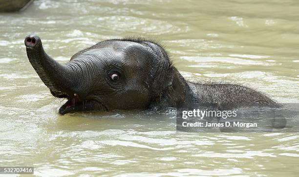 Baby elephant has a swim at Melbourne Zoo in the hot summer heat on March 31, 2015 in Melbourne, Australia.